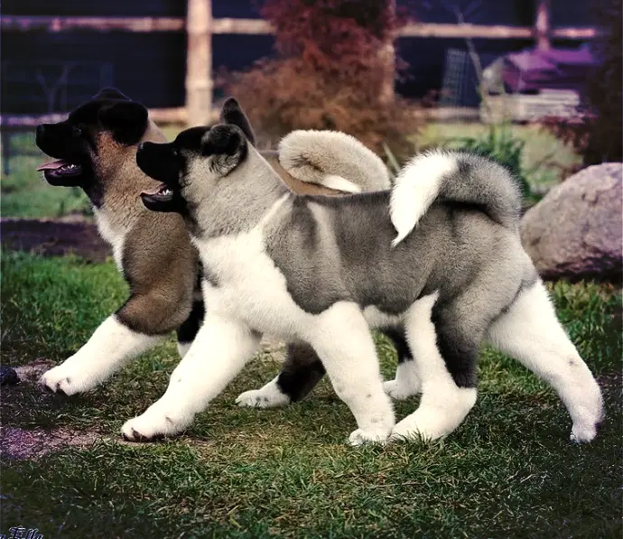 Image-2-elegant-akita-parents 