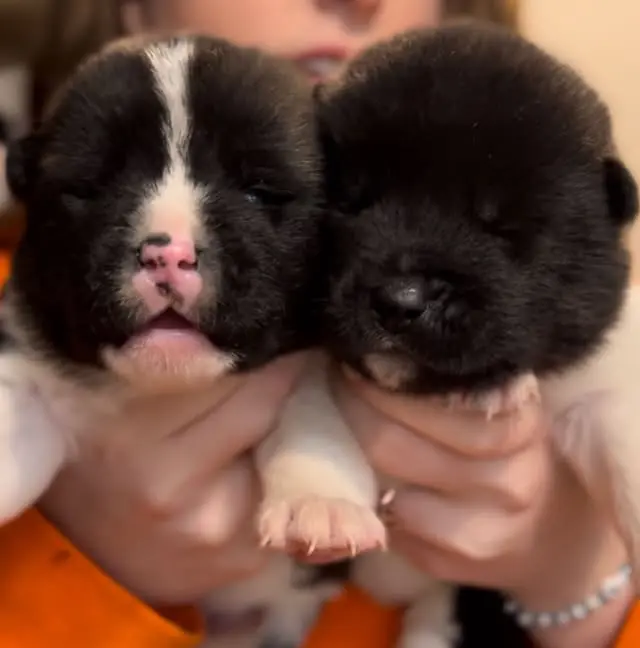 2 elegant-akita-puppies-gallery photo 2