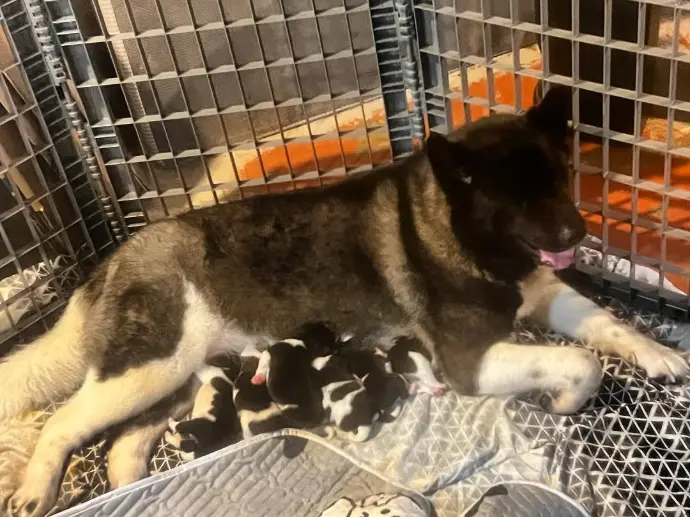 elegant-akita-mom-and-litter-gallery photo 3