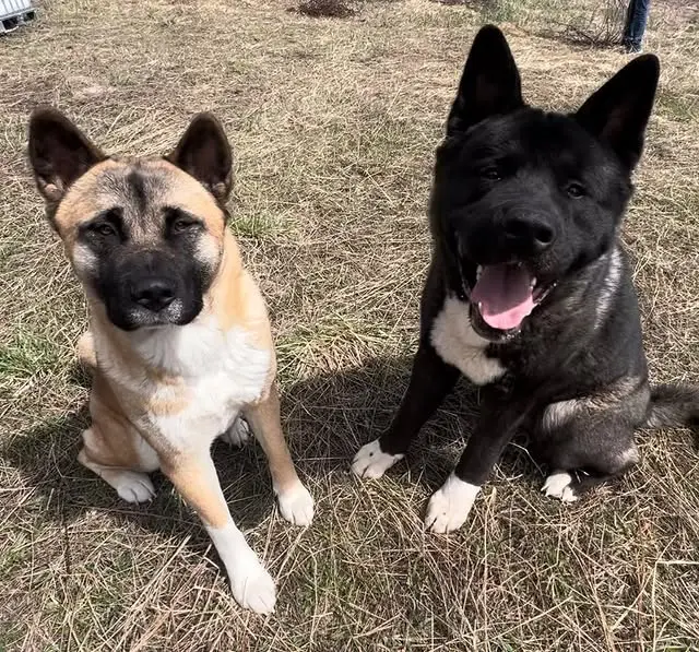 elegant-akita-parents-gallery photo 2