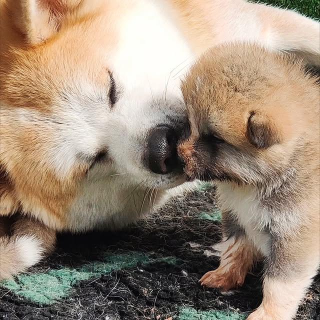 Akita parent with puppy playing