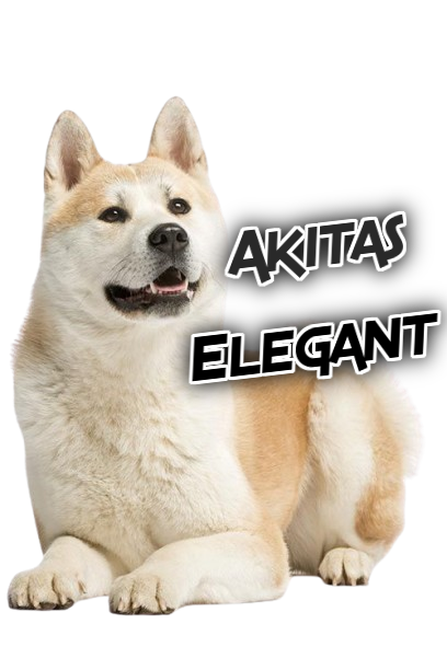 Elegant Akitas